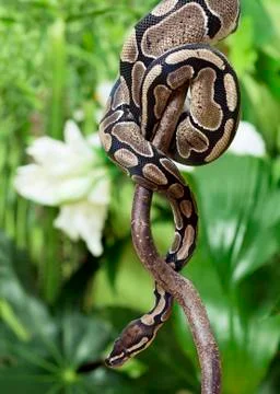 Royal python creeping on branch Stock-Fotos