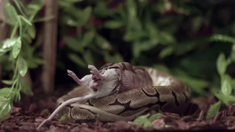 Royal Python Eating A Large Rodent Amidst The Green Plants. medium shot Stock Footage 159207405