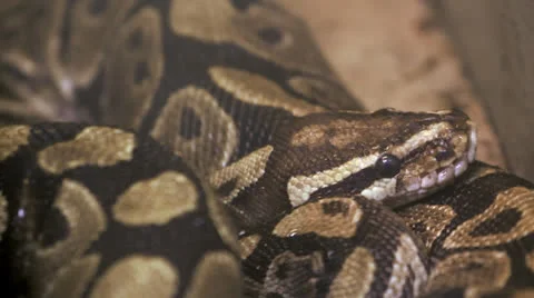 Royal Python Stock-Footage 23002215