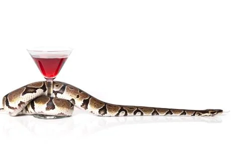 Royal python with glass of red wine Stock-Fotos
