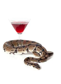 Royal python with glass of wine Stock-Fotos