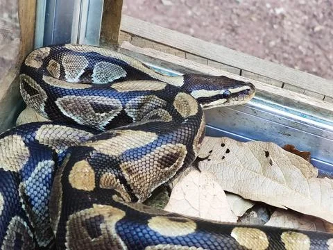 A royal python inside a glass box Foto stock