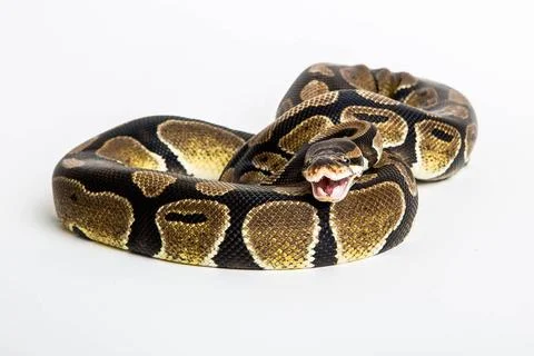 Royal Python isolated Royal or Ball Python snake, isolated on white backgr... Stock-Fotos