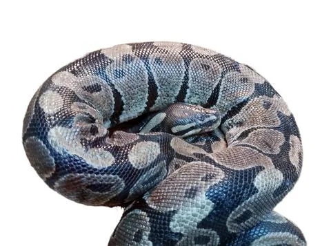 Royal python isolated on white background. Snake Stock-Fotos