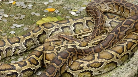 Royal python moves slowly. Stock-Footage 63047774