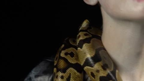Royal python near woman's face Stock-Footage 89309454
