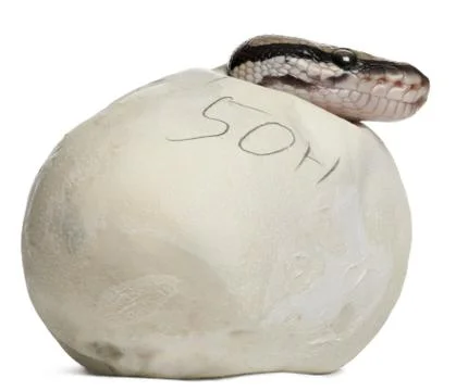 Royal Python or Ball Python, Python Regius, with the head out of his egg in fron Stock-Fotos