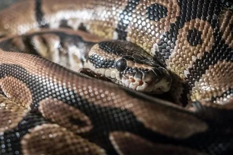 Royal Python, or Ball Python (Python regius) Stock Photos