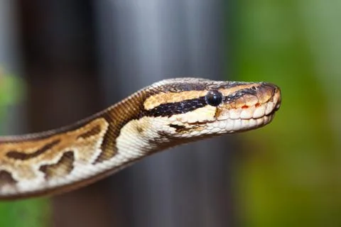 Royal python, or ball python (Python regius) Stock Photos