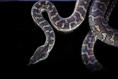 Royal Python, or Ball Python (Python regius) 写真素材