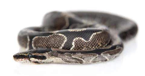 Royal Python, or Ball Python (Python regius) in side view. Isolated on white  Stock-Fotos