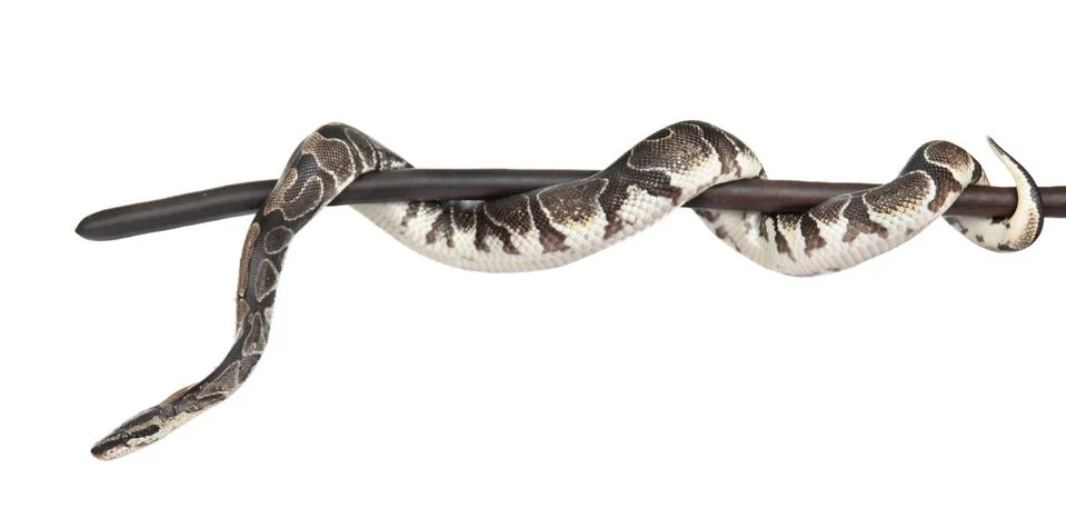 Royal Python, or Ball Python (Python regius) on a dry stick. isolated on whit Stock Photos