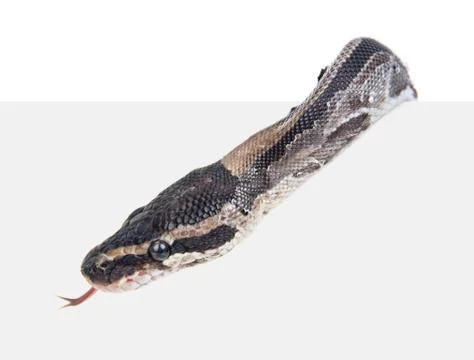 Royal Python, or Ball Python (Python regius) above white background. Isolated Stock-Fotos