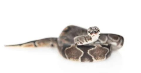 Royal Python, or Ball Python (Python regius) looking at camera. Isolated on w 스톡 사진