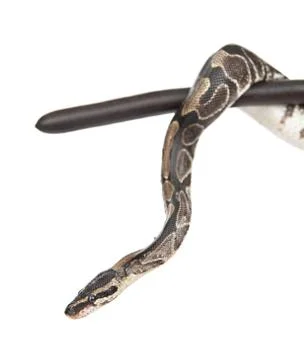 Royal Python, or Ball Python (Python regius) on a dry stick. isolated on whit Foto stock