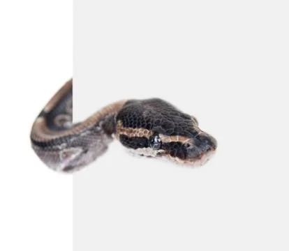 Royal Python, or Ball Python (Python regius) behind white background. Isolate Photos