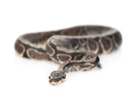 Royal Python, or Ball Python (Python regius) looking at camera. Isolated on w Foto stock