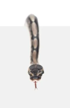 Royal Python, or Ball Python (Python regius) above white background looking a 스톡 사진