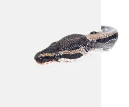Royal Python, or Ball Python (Python regius) behind white background. Isolate Stock-Fotos