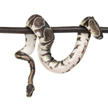 Royal Python, or Ball Python (Python regius) on a dry stick. isolated on whit Stock Photos