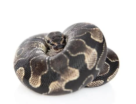 Royal Python, or Ball Python (Python regius). Isolated on white background Stock-Fotos