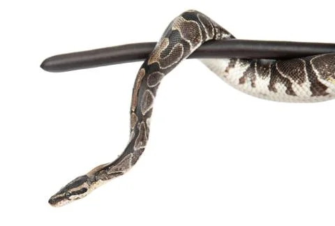 Royal Python, or Ball Python (Python regius) on a dry stick. isolated on whit 写真素材