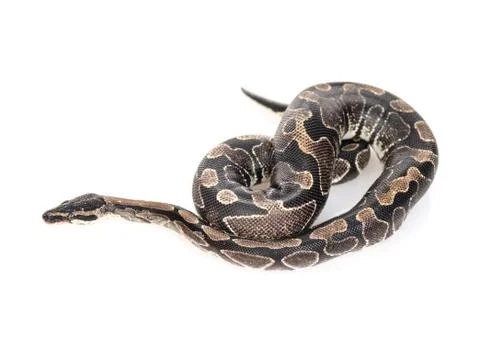 Royal Python, or Ball Python (Python regius). Top down view. Isolated on whit 写真素材