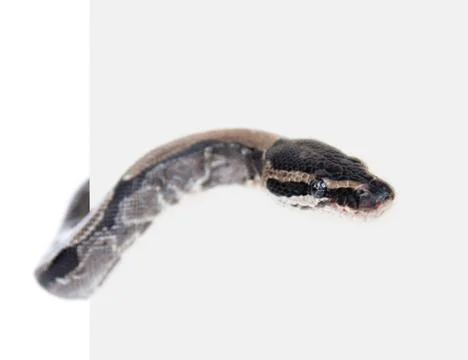 Royal Python, or Ball Python (Python regius) behind empty white banner. Isola Photos