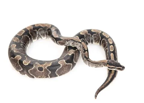 Royal Python, or Ball Python (Python regius) in top view. Isolated on white b Stock-Fotos