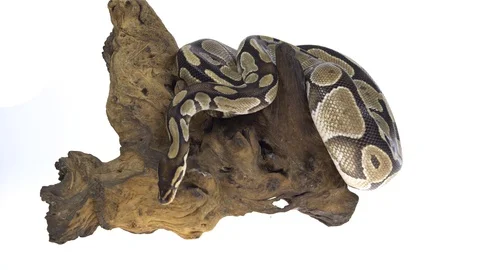 Royal Python or Python regius on wooden snag in studio against a white Stock Footage 115196098