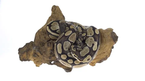 Royal Python or Python regius on wooden snag in studio against a white Stock Footage 115197540
