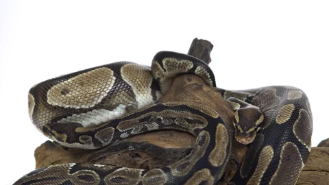 Royal Python or Python regius on wooden snag in studio against a white Stock Footage 115198701