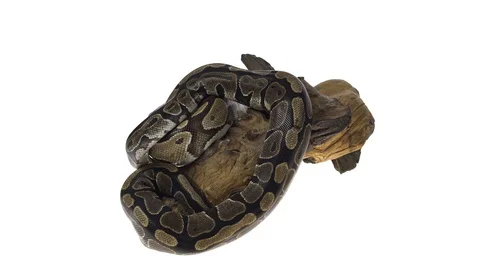 Royal Python or Python regius on wooden snag in studio against a white Stock Footage 115200110