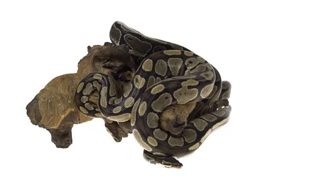 Royal Python or Python regius on wooden snag in studio against a white Stock Footage 115200758