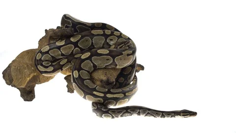 Royal Python or Python regius on wooden snag in studio against a white Stock Footage 115201064