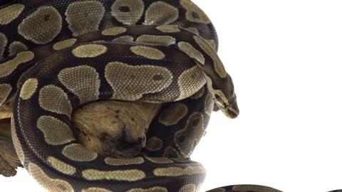Royal Python or Python regius on wooden snag in studio against a white Stock Footage 115201445