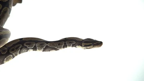 Royal Python or Python regius isolated in studio against a white background Stock Footage 115202105