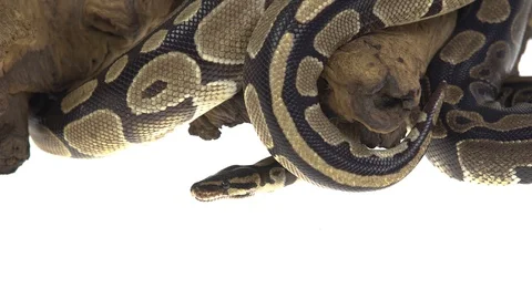 Royal Python or Python regius on wooden snag in studio against a white Stock Footage 115202925