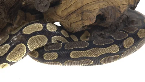 Royal Python or Python regius on wooden snag in studio against a white Stock Footage 115203414