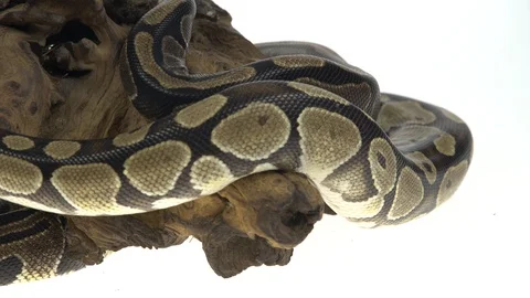 Royal Python or Python regius on wooden snag in studio against a white Stock-Footage 115204657