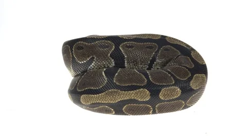 Royal Python or Python regius isolated in studio against a white background. Stock-Footage 115205199