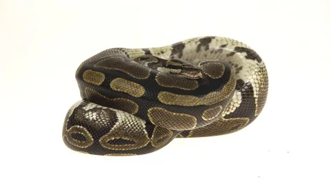 Royal Python or Python regius isolated in studio against a white background. Stock Footage 115205638