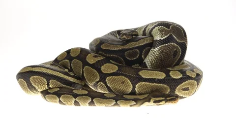 Royal Python or Python regius isolated in studio against a white background. Stock-Footage 115205827
