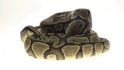 Royal Python or Python regius isolated in studio against a white background. Stock-Footage 115215949