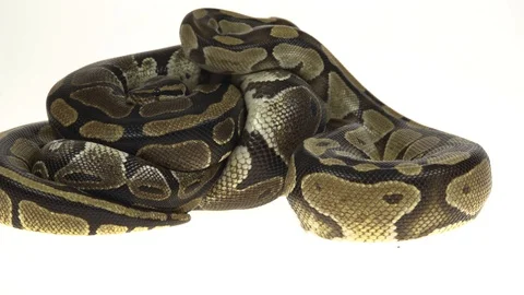 Royal Python or Python regius isolated in studio against a white background. Stock-Footage 115216066