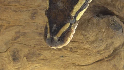 Royal Python or Python regius on wooden snag in studio against a white Stock-Footage 125166179