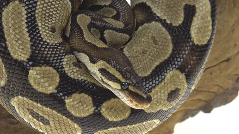 Royal Python or Python regius on wooden snag in studio against a white Stock-Footage 125166442