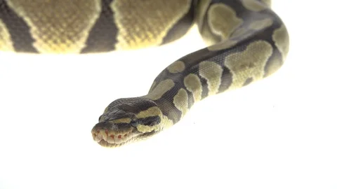 Royal Python or Python regius on wooden snag in studio against a white Stock-Footage 125166453