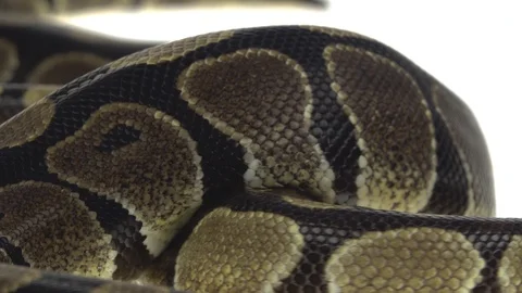 Royal Python or Python regius on wooden snag in studio against a white Stock-Footage 125166518