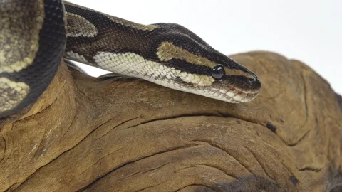 Royal Python or Python regius on wooden snag in studio against a white Stock-Footage 125166567